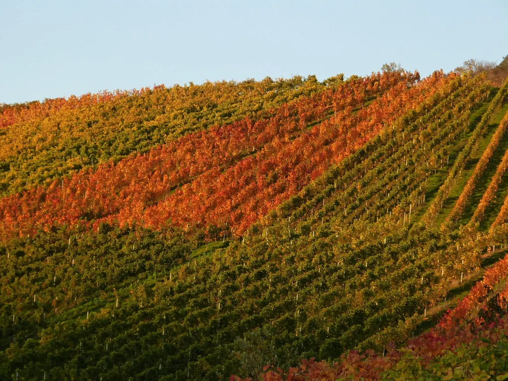 Autumn vine rows across an east-facing slope