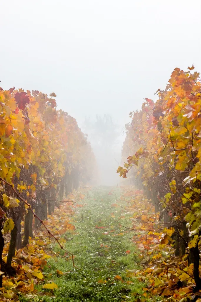 A row of vines in autumn fog