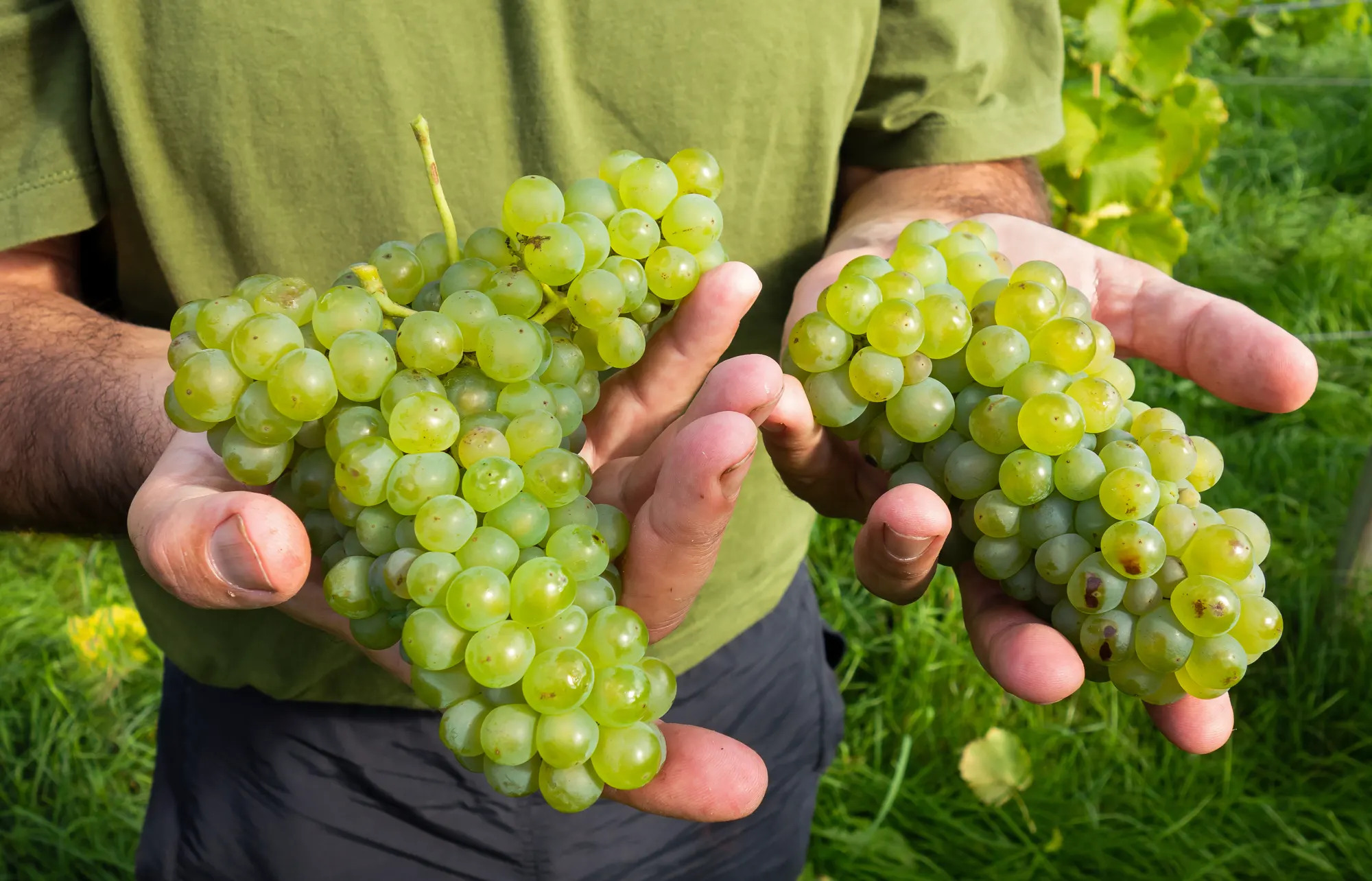 Two hands holding bunches of ripe green grapes