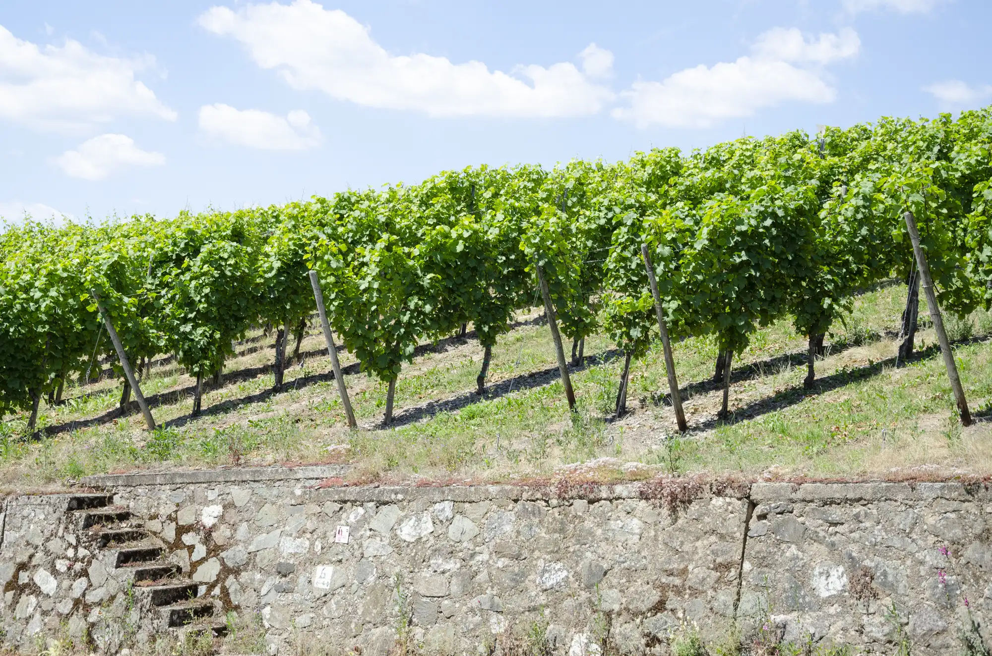 Vines above an old dry-stone wall